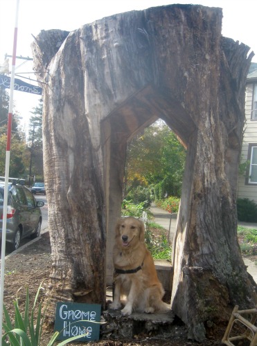Honey the golden retriever poses in a gnome home.