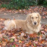 Honey the golden retriever sits in the leaves.