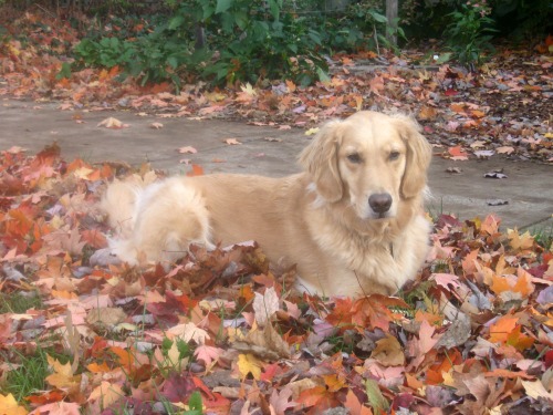 Honey the golden retriever sits in the leaves.