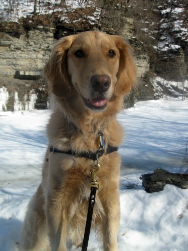 Honey the golden retriever in winter.