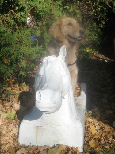 Honey the golden retriever rides a horse sculpture.