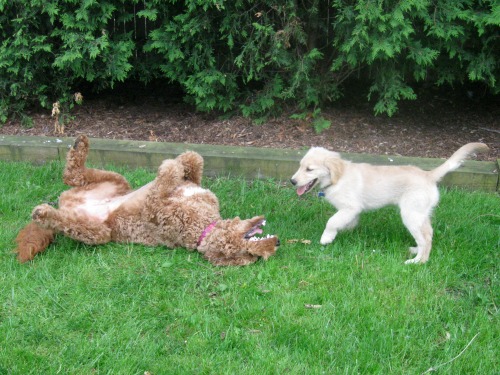 Honey the golden retriever puppy plays with Toshi the doodle.