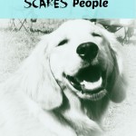 My golden retriever dog sometimes scares people.