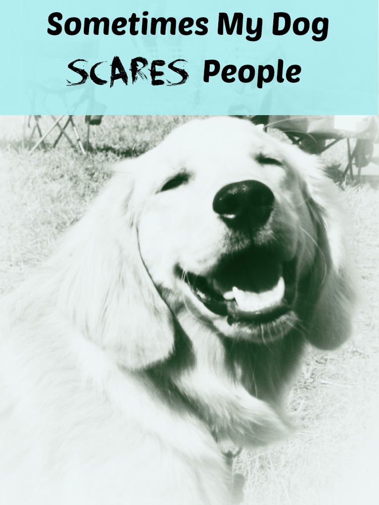 My golden retriever dog sometimes scares people.