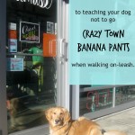 Honey the golden retriever's secrets for keeping your dog from reacting on leash.