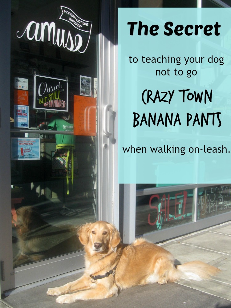 Honey the golden retriever's secrets for keeping your dog from reacting on leash.