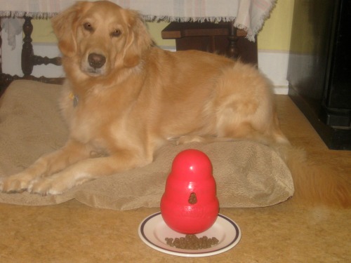 Honey the golden retriever waits to eat from her Kong.