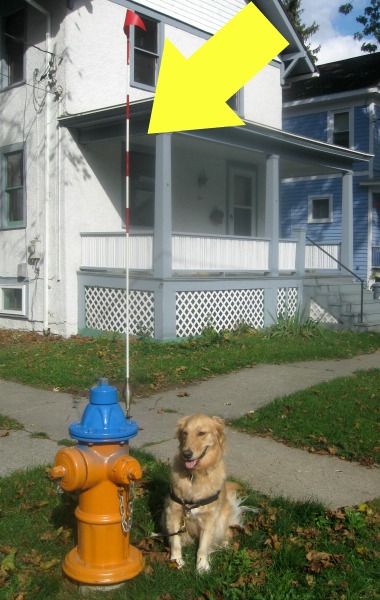 Honey the golden retriever poses with a hydrant.