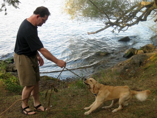 Honey the golden retriever puppy plays tug.