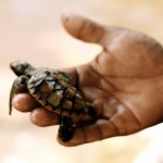 Baby sea turtle.