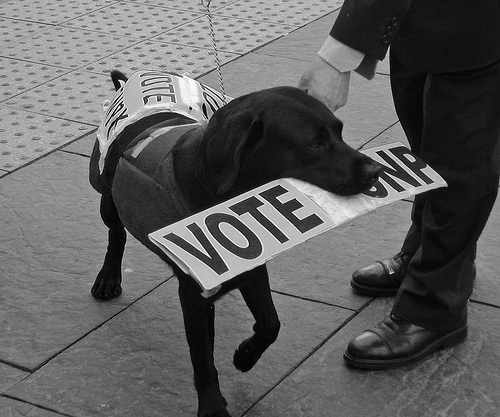 A dog encourages votes for SNP.