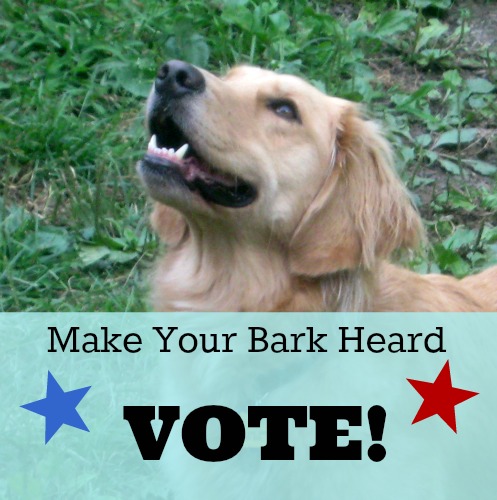 Honey the golden retriever wants you to vote.
