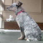 Zoe the Australian cattle dog puppy on the porch.