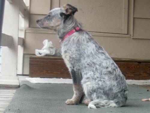 Zoe the Australian cattle dog puppy on the porch.