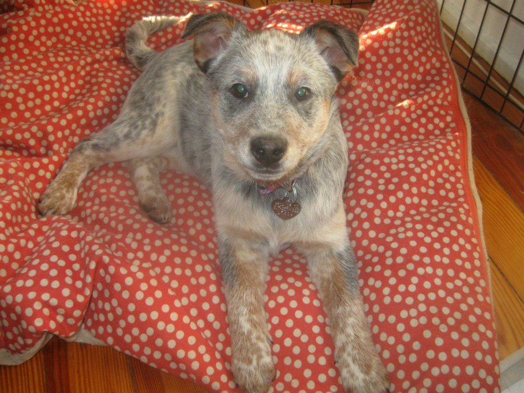 Zoe the foster puppy looks a the camera.