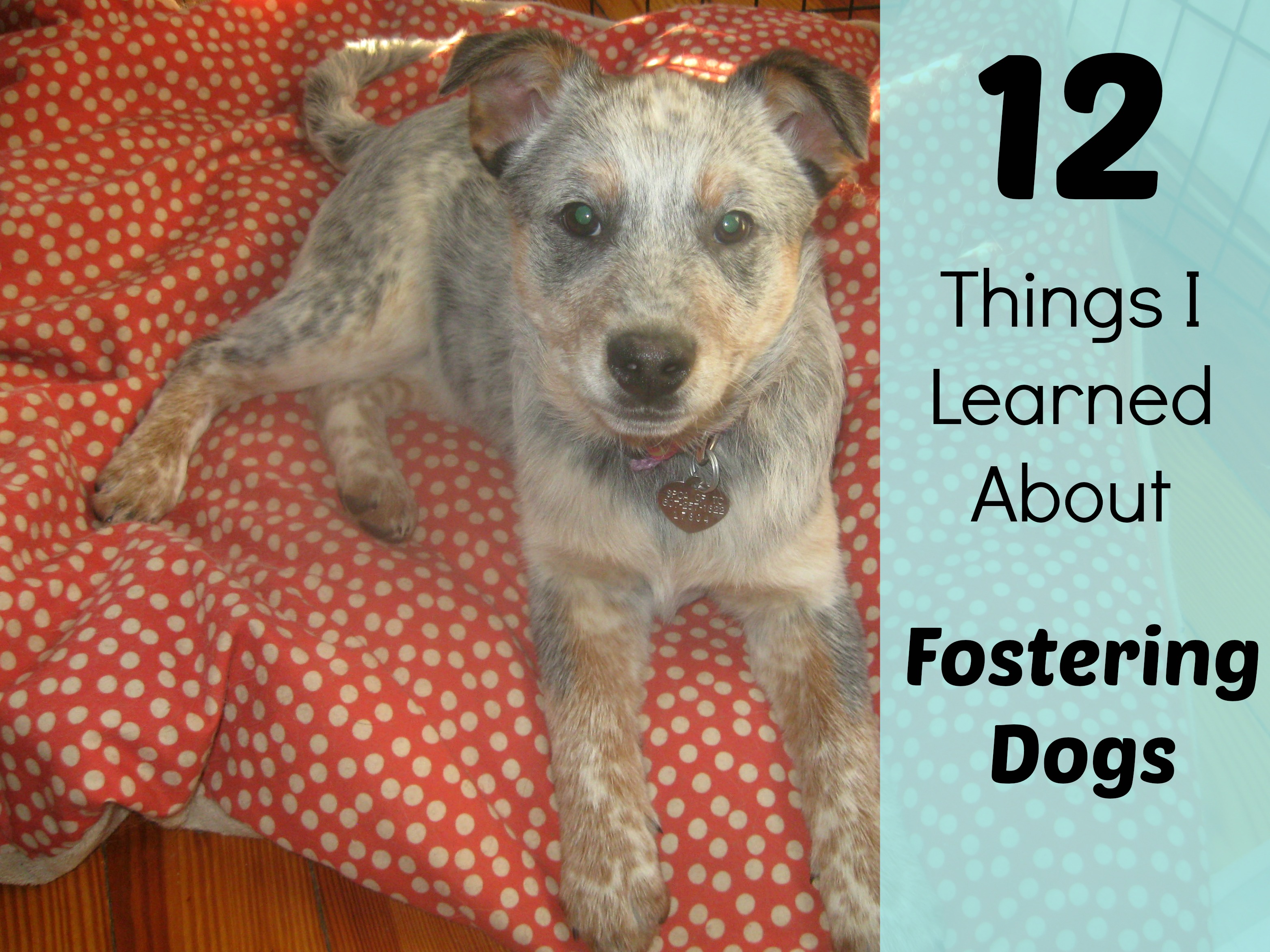 12 Things I learned from fostering dogs.