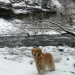 Honey the golden retriever in the snow.