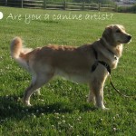 Honey the golden retriever is a canine artist.