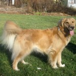Honey the golden retriever poses in the sun.