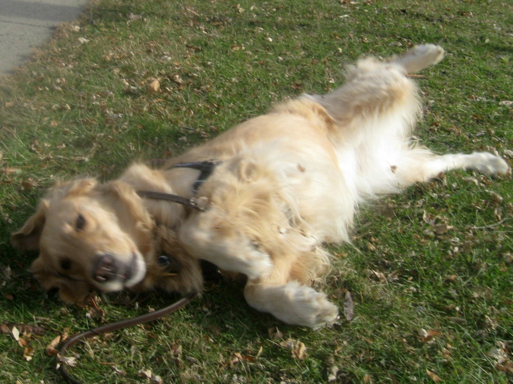 Honey the golden retriever rolls on the ground.