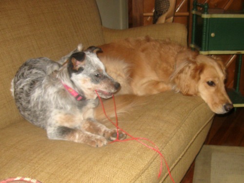 Zoe the Australian Cattle Dog puppy sits with Honey the golden retriever.