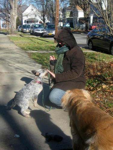 Zoe the foster puppy in training.