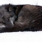 A black wolf is sleeping in the snow.