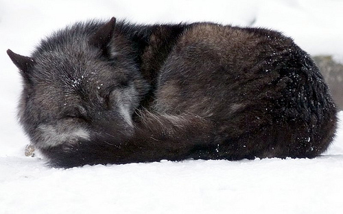 A black wolf is sleeping in the snow.