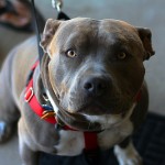Pismo the pit bull.
