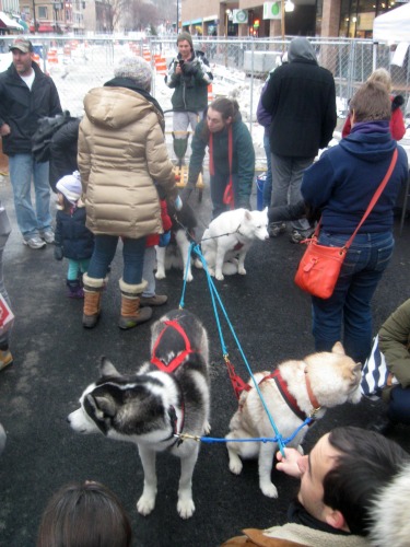 Sled dogs on the Ithaca commons.