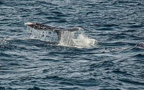 A gray whale's tail seen from a boat.