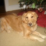 Honey the golden retriever sits near Christmas tree.