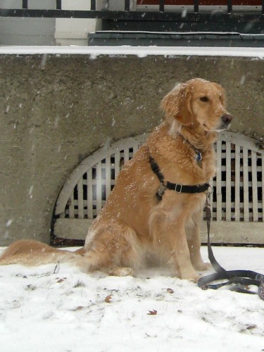 Honey the golden retriever poses without smiling.
