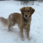 Honey the golden retriever stands in the snow.