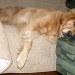 Honey the golden retriever looks pitiful.