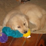 Honey the golden retriever puppy chews on a toy.