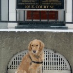 Honey the golden retriever waits.