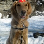Honey the golden retriever wears a tiny birthday hat.