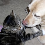 A dog and a cat are friends.