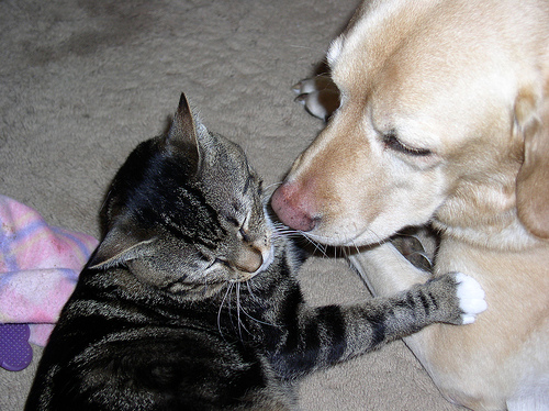A dog and a cat are friends.