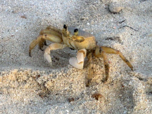 A sand crab on the beach.