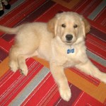 Honey the golden retriever was a cute puppy.