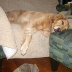 Honey the golden retriever is exhausted.