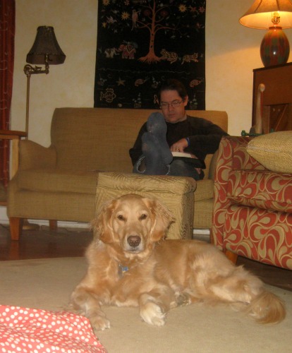 Honey the golden retriever sits in the living room.