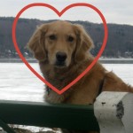 Honey the golden retriever loves.