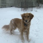 Honey the golden retriever looks at the snowy yard.