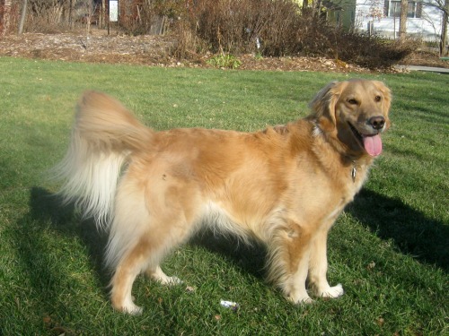 Honey the golden retriever on the grass.