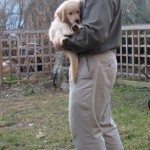 Honey the golden retriever puppy is carried by Mike.