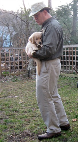Honey the golden retriever puppy is carried by Mike.