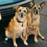 Agatha and Christie, litter mates, pose in front of the car.